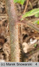 Rubus barberi (jeżyna Barbera)