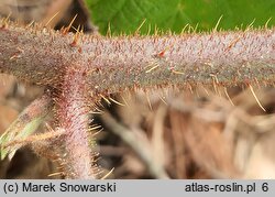 Rubus barberi (jeżyna Barbera)