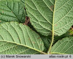 Rubus barberi (jeżyna Barbera)