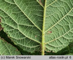 Rubus barberi (jeżyna Barbera)