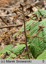 Rubus barberi (jeżyna Barbera)