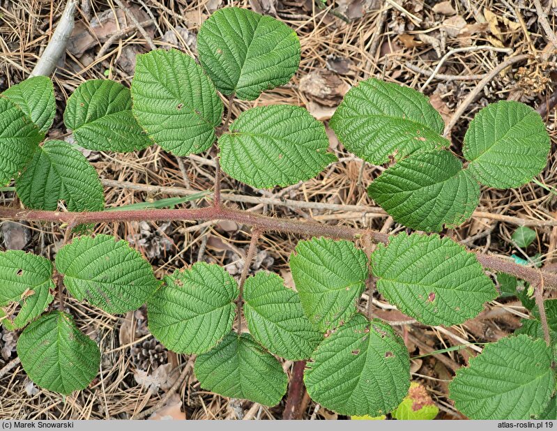 Rubus barberi (jeżyna Barbera)