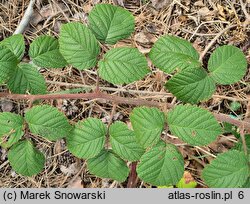 Rubus barberi (jeżyna Barbera)