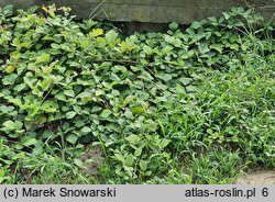 Rubus parviflorus (jeżyna nutkajska)
