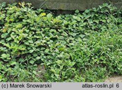 Rubus parviflorus (jeżyna nutkajska)