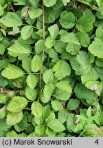 Rubus parviflorus (jeżyna nutkajska)