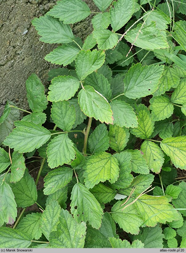 Rubus parviflorus (jeżyna nutkajska)