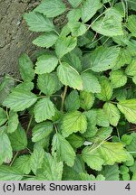 Rubus parviflorus (jeżyna nutkajska)