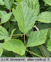 Rubus parviflorus (jeżyna nutkajska)