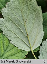 Rubus parviflorus (jeżyna nutkajska)