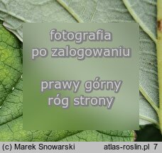 Rubus parviflorus (jeżyna nutkajska)