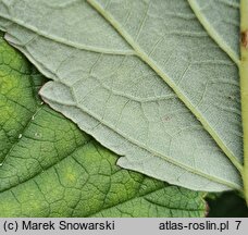 Rubus parviflorus (jeżyna nutkajska)