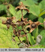 Rubus parviflorus (jeżyna nutkajska)