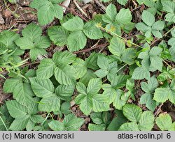 Rubus kaznowski