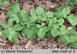 Rubus kaznowski