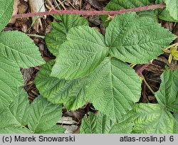 Rubus kaznowski