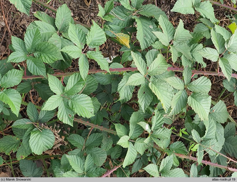 Rubus beskidensis