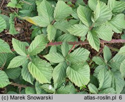 Rubus beskidensis