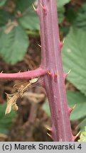 Rubus beskidensis