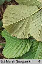 Rubus beskidensis