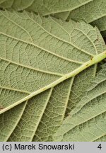 Rubus beskidensis