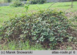 Rubus beskidensis