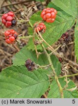 Rubus beskidensis