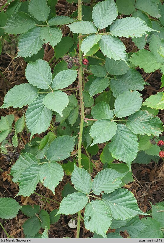 Rubus horridifrons