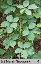 Rubus horridifrons