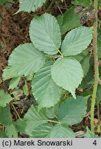 Rubus horridifrons