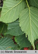 Rubus horridifrons