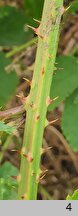 Rubus horridifrons