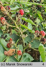 Rubus horridifrons