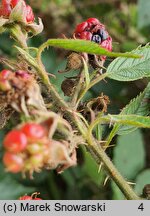 Rubus horridifrons