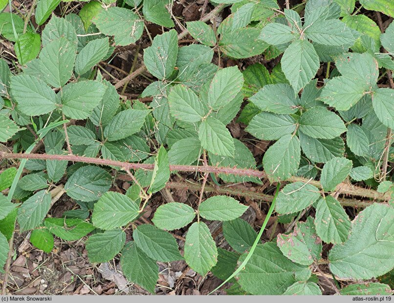 Rubus dasyphyllus