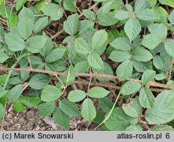 Rubus dasyphyllus