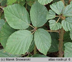 Rubus dasyphyllus