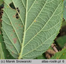 Rubus dasyphyllus