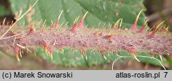 Rubus dasyphyllus