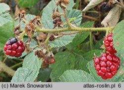 Rubus dasyphyllus