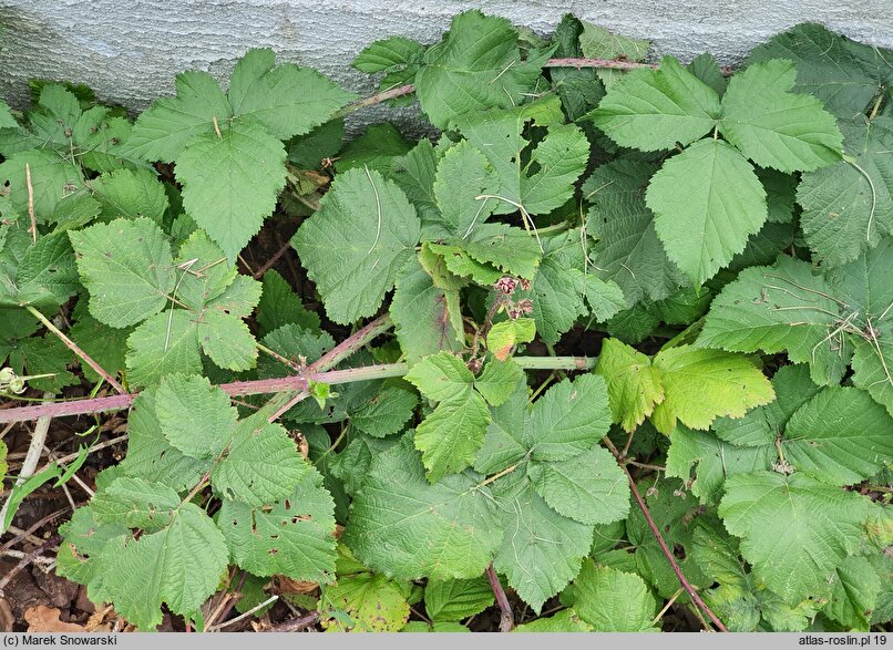 Rubus leuciscanus