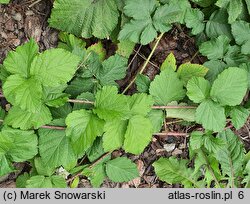 Rubus leuciscanus