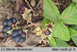 Rubus leuciscanus