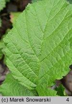 Rubus leuciscanus