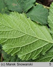 Rubus leuciscanus