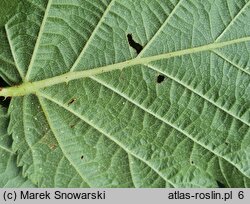 Rubus leuciscanus