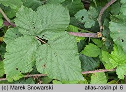 Rubus leuciscanus