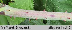 Rubus leuciscanus