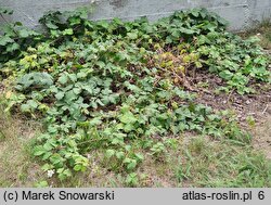 Rubus leuciscanus