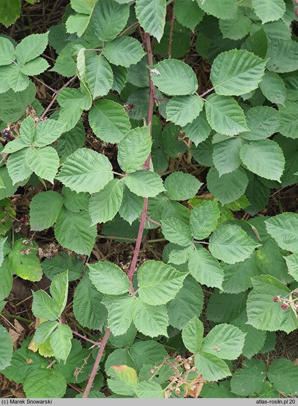 Rubus tiliaster